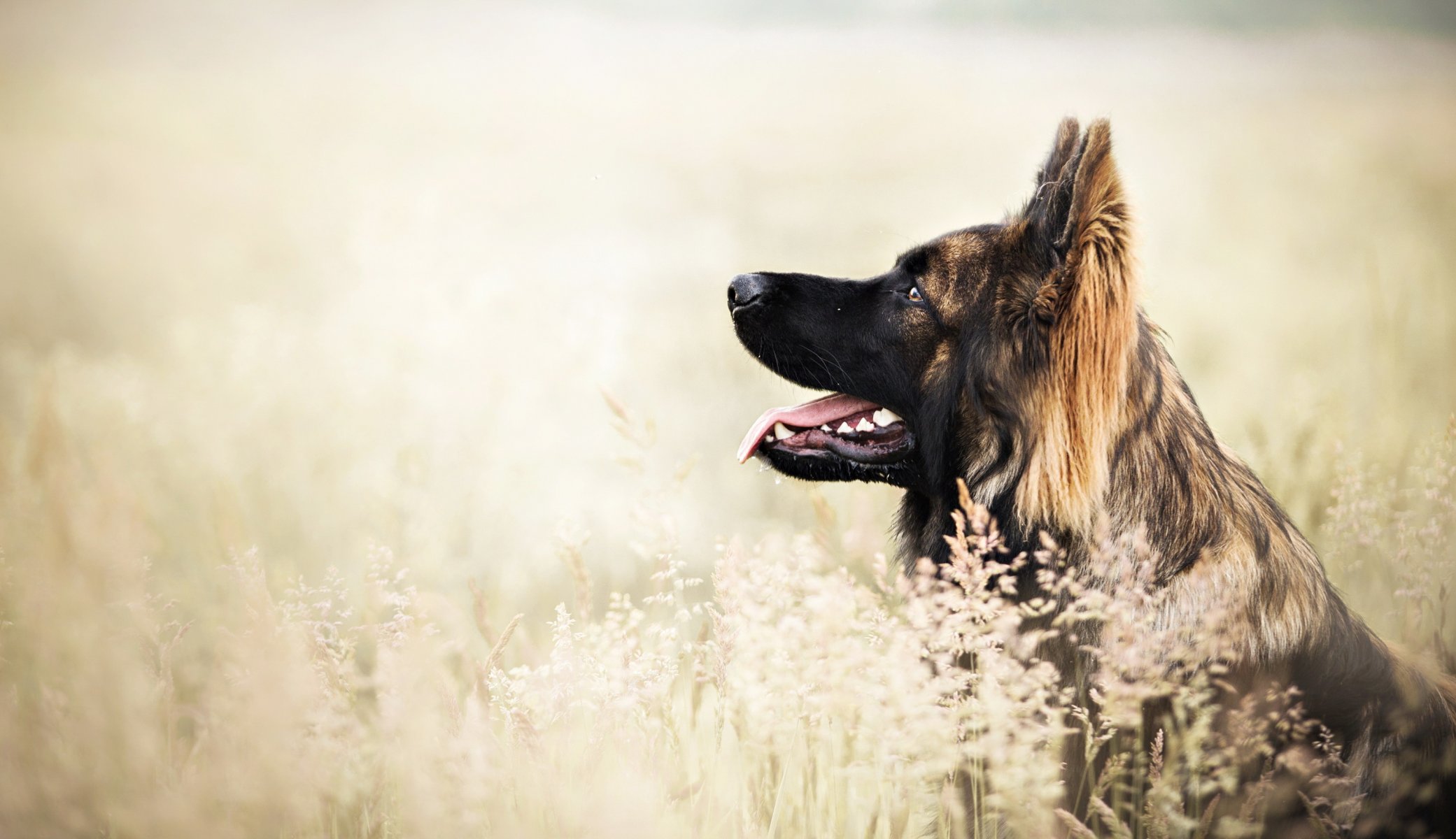 Взыскание ущерба при укусе собаки в Богородске