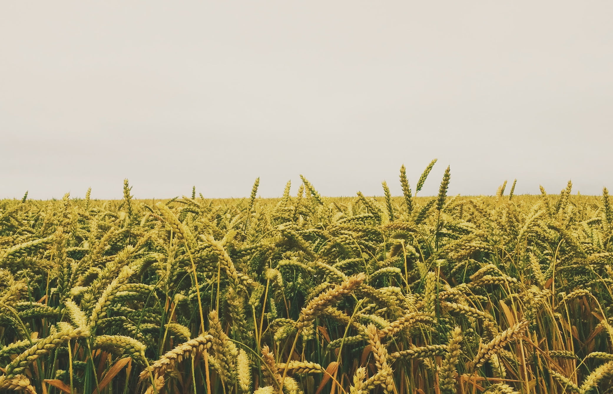 Юрист по земельным спорам в Богородске. Услуги земельного юриста.